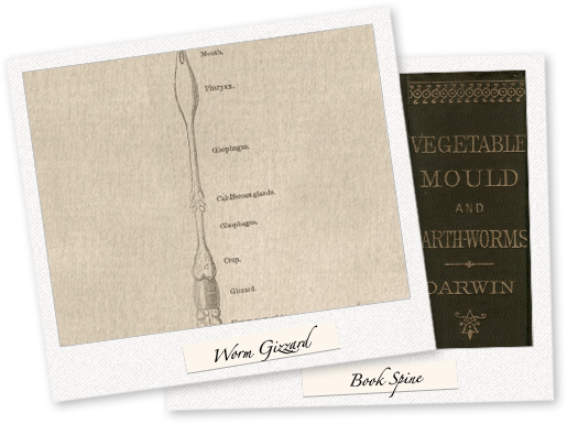 Worm Gizzard & Book Spine