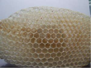 Measuring the natural Honey comb cell dimensions: cell depth (depth of
