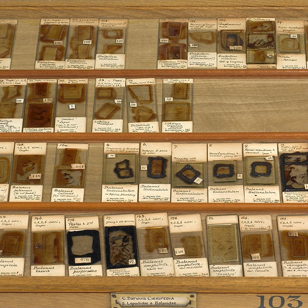 Darwins Cirripedia microscope slides