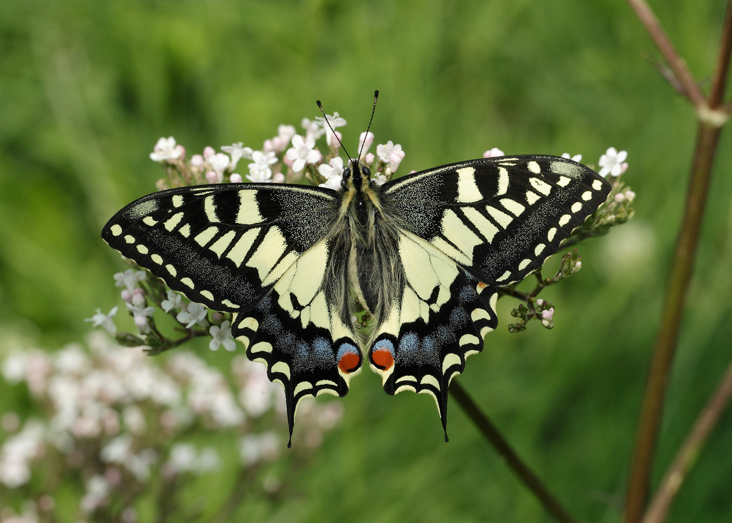 Swallowtail butterfly